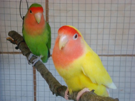 Pareja R01-13